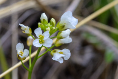 Arabis nuttallii