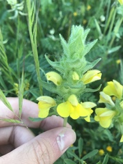 Bellardia trixago