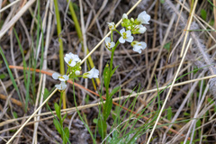 Arabis nuttallii