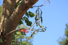 Erythrina flabelliformis