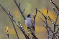 Spizella atrogularis cana