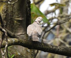Streptopelia decaocto