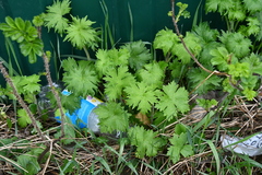 Aconitum septentrionale