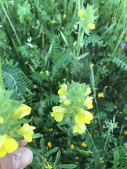 Bellardia trixago