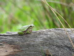 Hyla intermedia perrini