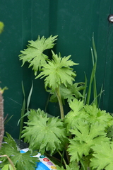 Aconitum septentrionale