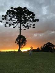 Araucaria angustifolia