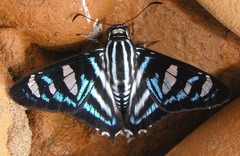 Elbella azeta