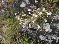 Silene uniflora