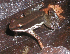 Three-Striped Rocket Frog photo 5