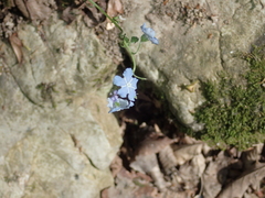 Omphalodes cappadocica