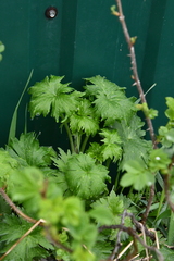 Aconitum septentrionale