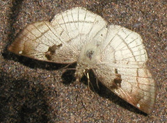 Antigonus decens