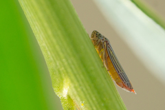 Graphocephala aurora