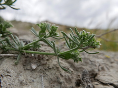 Pteranthus dichotomus