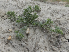 Pteranthus dichotomus