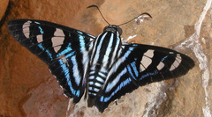 Elbella azeta