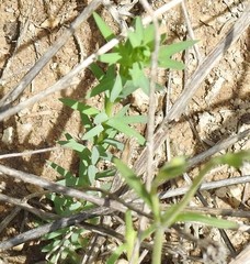 Haplophyllum linifolium