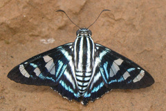 Elbella azeta