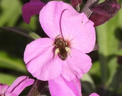 Anthophila