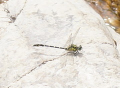 Hemigomphus