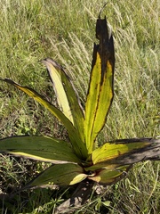 Hypoxis colchicifolia