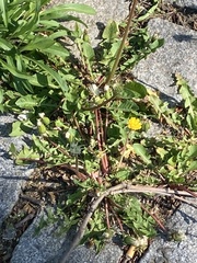 Taraxacum