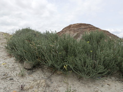 Anabasis articulata