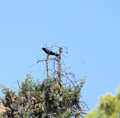 Quiscalus mexicanus