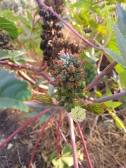 Ricinus