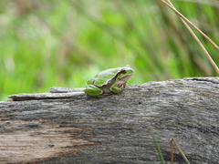 Hyla intermedia perrini