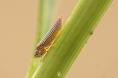 Graphocephala aurora