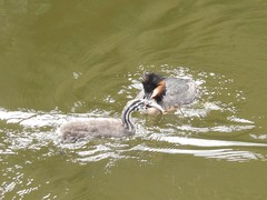 Podiceps cristatus