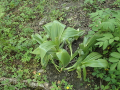 Colchicum speciosum