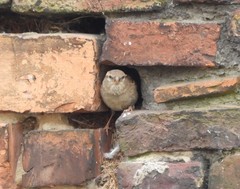 Passer domesticus