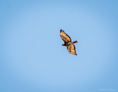 Red-necked Buzzard