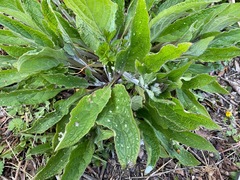 Pentaglottis sempervirens