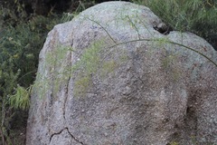 Thelypodium wrightii