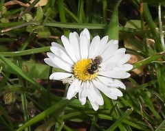 Anthophila