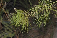 Thelypodium wrightii