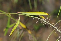 Thelypodium wrightii