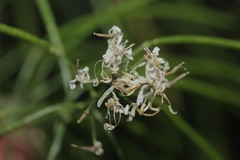 Thelypodium wrightii