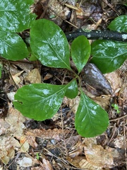 Schisandra glabra