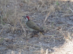 Campethera bennettii bennettii