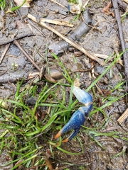 Cambarus monongalensis