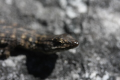 Pseudocordylus microlepidotus
