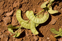 Hoffmannseggia drepanocarpa