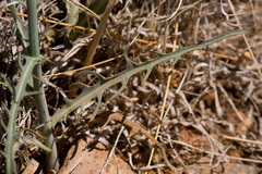 Stephanomeria thurberi