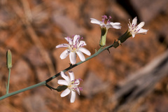 Stephanomeria thurberi