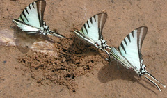 Neographium agesilaus